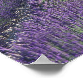 Europa, Frankrijk, Provence. Lavander-velden Poster (Hoek)