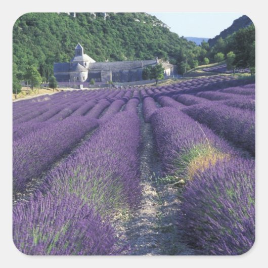 Europa, Frankrijk, Provence. Lavander-velden Vierkante Sticker (Voorkant)