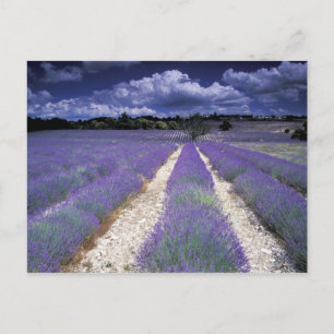 Europa, Frankrijk, Provence. Lavendelvelden Briefkaart
