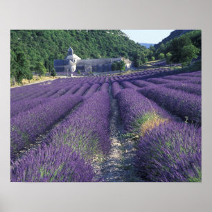 Europa, Frankrijk, Provence. Lavendelvelden Poster