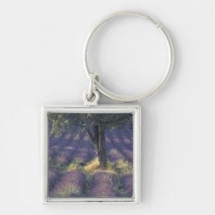 Europa, Frankrijk, Provence, Sault, Lavendel Sleutelhanger