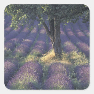Europa, Frankrijk, Provence, Sault, Lavendel Vierkante Sticker