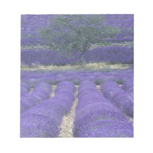 Europa, Frankrijk, Provence, Sault, Lavendelvelden Notitieblok