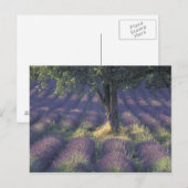 Europa, Frankrijk, Provence, Sault, Lavender Briefkaart (Voorkant / Achterkant)