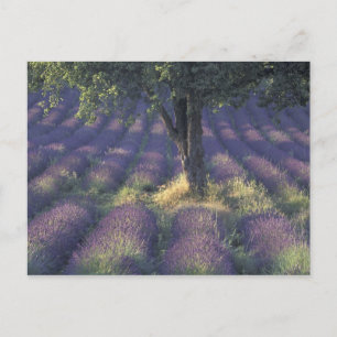Europa, Frankrijk, Provence, Sault, Lavender Briefkaart
