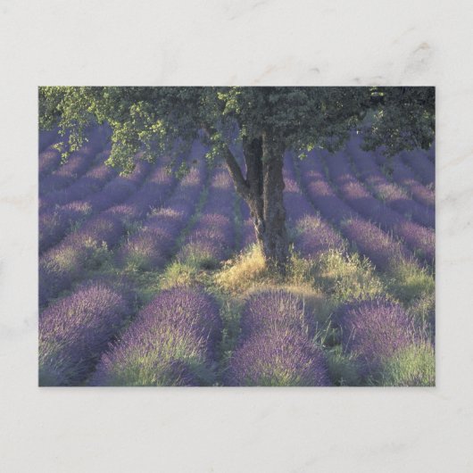 Europa, Frankrijk, Provence, Sault, Lavender Briefkaart (Voorkant)