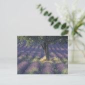Europa, Frankrijk, Provence, Sault, Lavender Briefkaart (Staand voorkant)