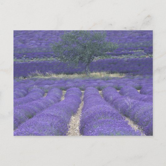 Europa, Frankrijk, Provence, Sault, Lavender field Briefkaart (Voorkant)