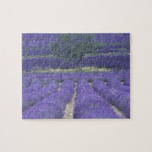 Europa, Frankrijk, Provence, Sault, Lavender field Legpuzzel