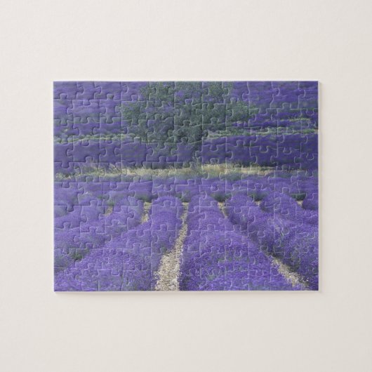 Europa, Frankrijk, Provence, Sault, Lavender field Legpuzzel (Horizontaal)