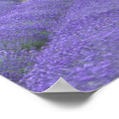 Europa, Frankrijk, Provence, Sault, Lavender field Poster (Hoek)