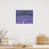 Europa, Frankrijk, Provence, Sault, Lavender field Poster (Keuken)