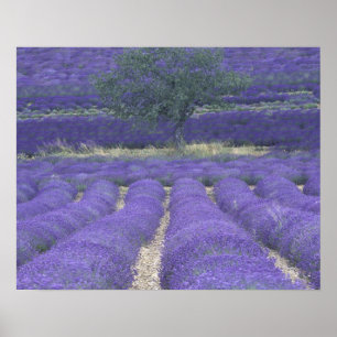 Europa, Frankrijk, Provence, Sault, Lavender field Poster