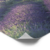 Europa, Frankrijk, Provence, Sault, Lavender Poster (Hoek)