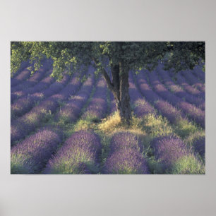 Europa, Frankrijk, Provence, Sault, Lavender Poster