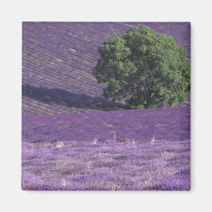Europa, Frankrijk, Provence, Sault, Lavender-velde Magneet