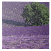 Europa, Frankrijk, Provence, Sault, Lavender-velde Tegeltje (Voorkant)