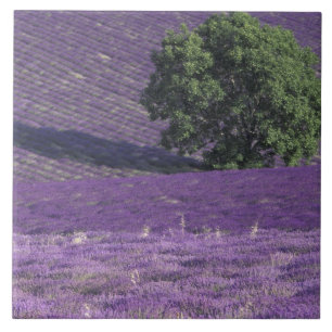 Europa, Frankrijk, Provence, Sault, Lavender-velde Tegeltje