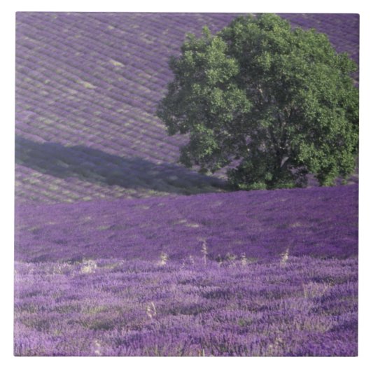 Europa, Frankrijk, Provence, Sault, Lavender-velde Tegeltje (Voorkant)