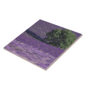 Europa, Frankrijk, Provence, Sault, Lavender-velde Tegeltje (Zijkant)