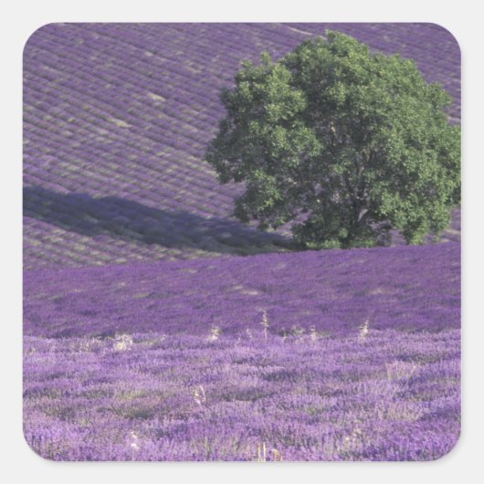 Europa, Frankrijk, Provence, Sault, Lavender-velde Vierkante Sticker (Voorkant)
