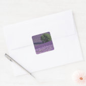 Europa, Frankrijk, Provence, Sault, Lavender-velde Vierkante Sticker (Envelop)