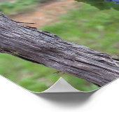 Europa, Frankrijk, Roussillon. wijngaarden met Poster (Hoek)