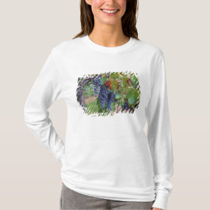 Europa, Frankrijk, Roussillon. Wijngaarden, met T-shirt