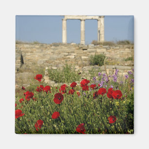 Europa, Griekenland, Cycladen, Delos. Zuilen ruïne Magneet