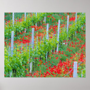 Europa, Italië, Toscane. Kleurrijke rode papavers Poster