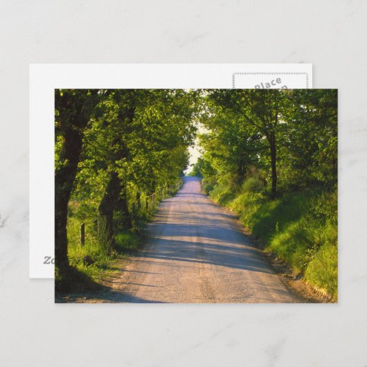 Europa, Italië, Toscane, met bomen bedekte weg Briefkaart (Voorkant / Achterkant)