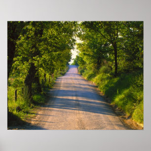 Europa, Italië, Toscane, met bomen omzoomde weg Poster