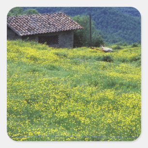 Europa, Italië, Toscane, Siena, Chianti. Vierkante Sticker