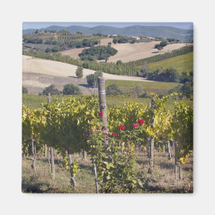 Europa, Italië, Umbrië, nabij Montefalco, Wijngaar Magneet