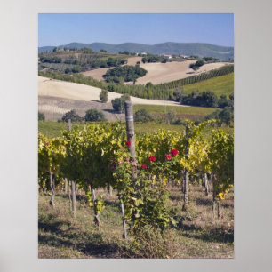 Europa, Italië, Umbrië, nabij Montefalco, Wijngaar Poster