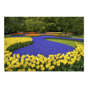 Europa, Nederland, Holland, Lisse, Keukenhof Foto Afdruk