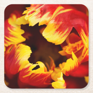 Europa, Nederland, Lisse. Papegaai tulp Kartonnen Onderzetters