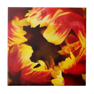 Europa, Nederland, Lisse. Papegaai tulp Tegeltje
