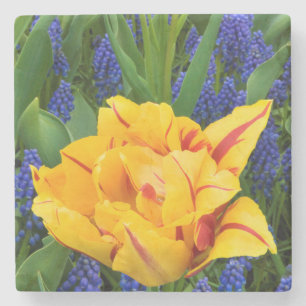 Europa, Nederland, Lisse. Tulpen Stenen Onderzetter
