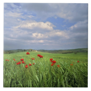 Europa, Toscane, Poggiolo. Rode klaprozen deinen Tegeltje