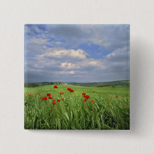 Europa, Toscane, Poggiolo. Rode klaprozen deinen Vierkante Button 5,1 Cm