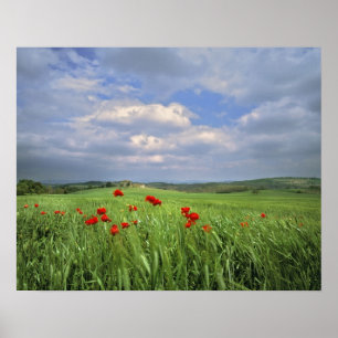 Europa, Toscane, Poggiolo. Rode papegaaien Poster