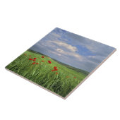 Europa, Toscane, Poggiolo. Rode papegaaien Tegeltje (Zijkant)