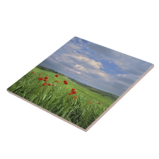 Europa, Toscane, Poggiolo. Rode papegaaien Tegeltje (Zijkant)