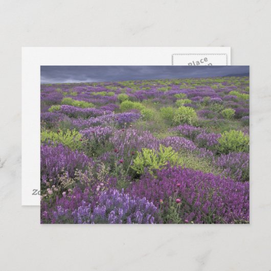 Europa, Turkije, Cappadocia. Landlandschap 3 Briefkaart (Voorkant / Achterkant)