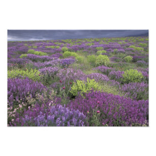 Europa, Turkije, Cappadocia. Plattelandslandschap  Foto Afdruk