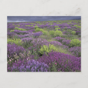 Europa, Turkije, Cappadocië. Landelijk landschap 3 Briefkaart