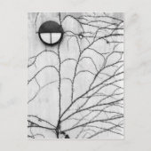 Europa, Zwitserland, Lucerne. Ivy-patroon op Briefkaart (Voorkant)