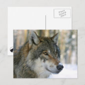 Europäischer Wolf Briefkaart (Voorkant / Achterkant)