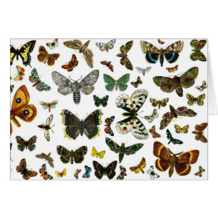 Europa's beste Butterflies en Moths Collage